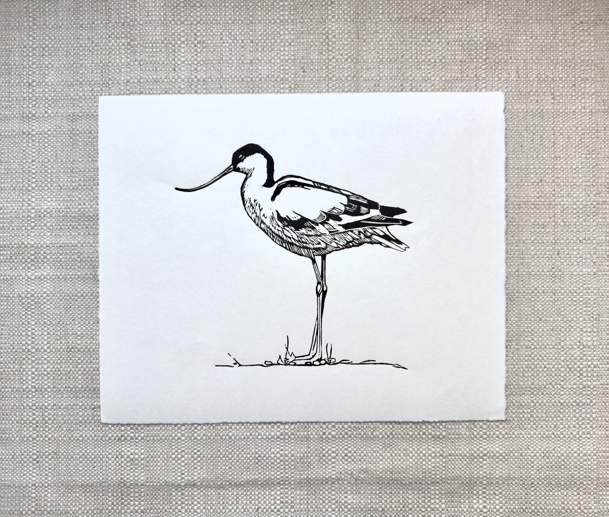 Animal Linocut By Jem Gooding, 11 X 9, Avocet Linocut, Original Artwork