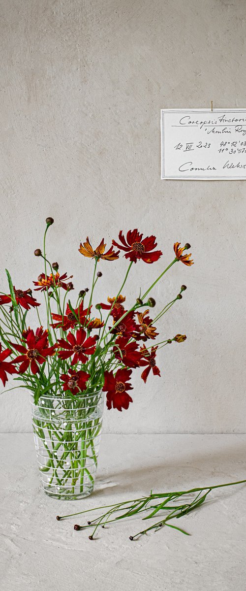 Coreopsis tinctoria by Cornelia Weber