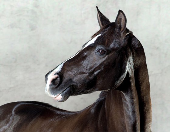 Valegro II