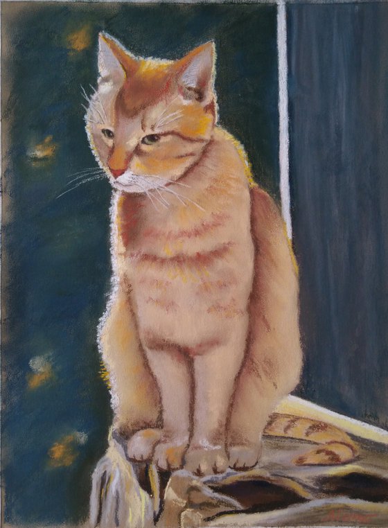 Ginger cat lit by the sun - the best gift for cat lovers