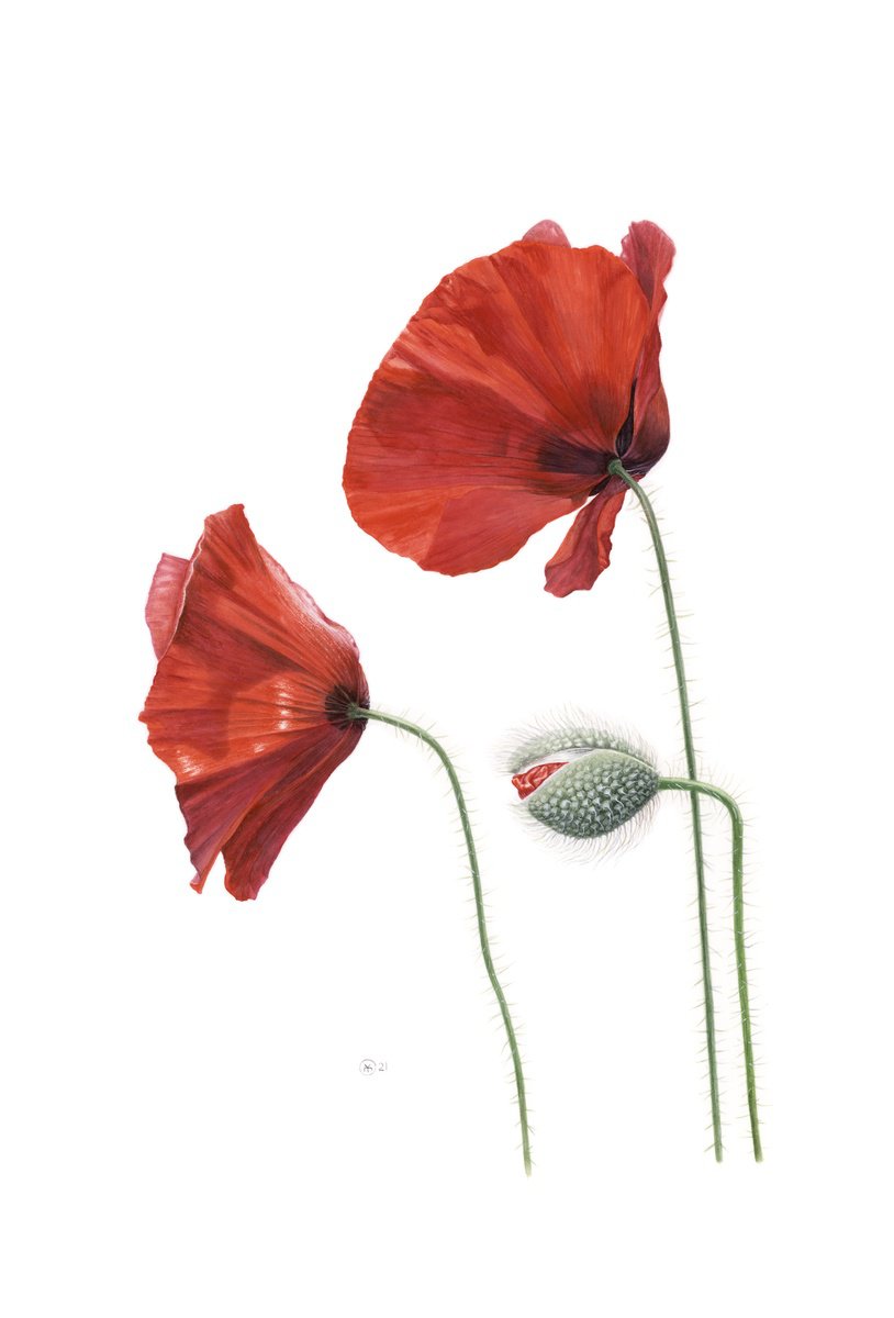 Photorealistic Botanical Watercolour By Yuliia Moiseieva, 15 X 22", Red Poppies, Original Artwork