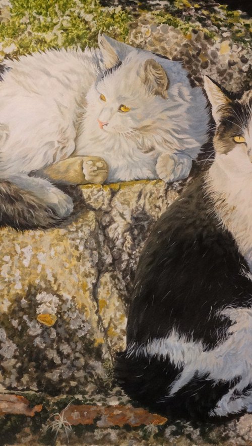 Pacha and Pixel by Julian Wheat