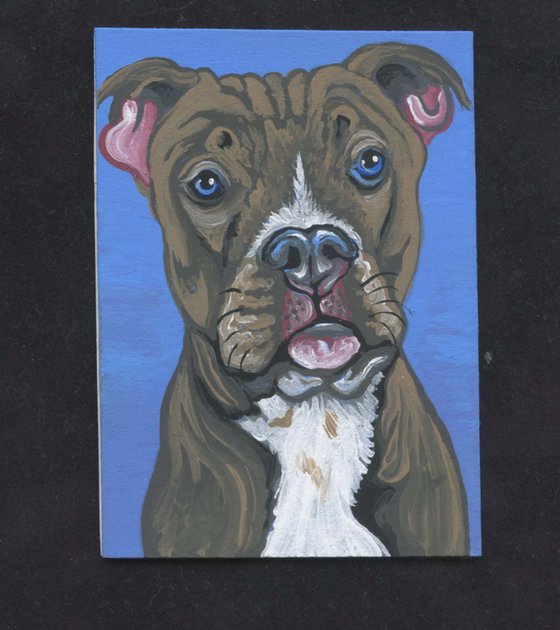 ACEO ATC Original Miniature Painting Blue Nose Pit Bull Pet Dog Art-Carla Smale