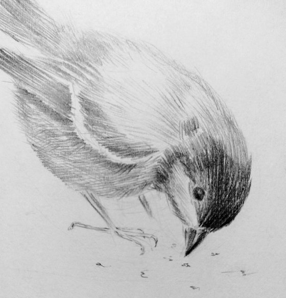 Birds. Original pencil drawing.