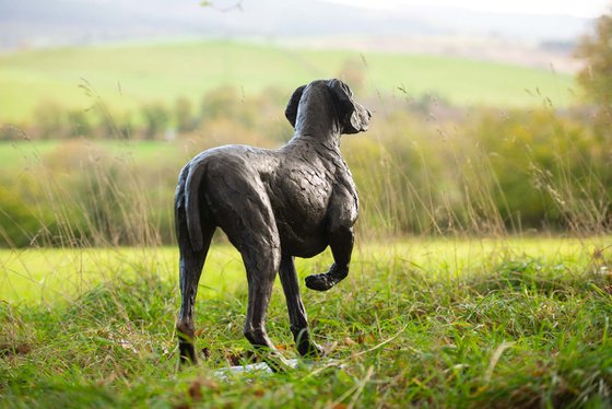 Pointing Weimaraner BR