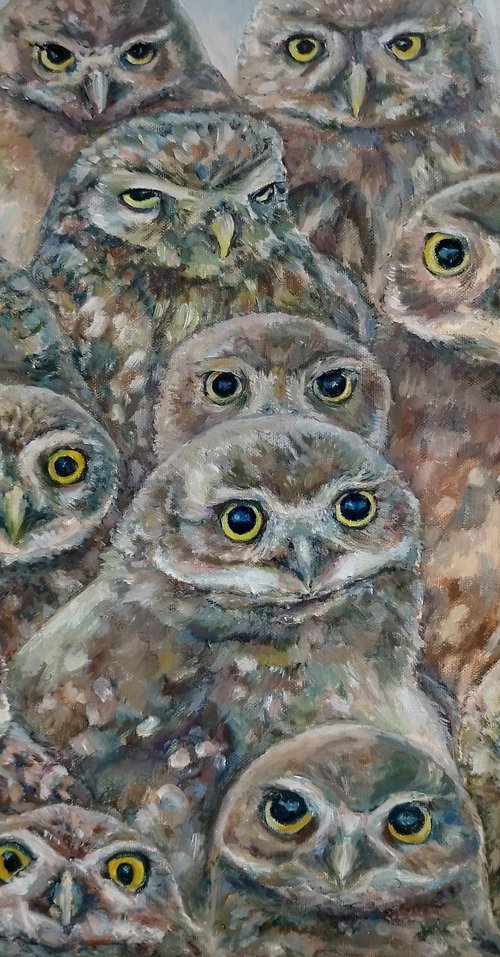 Owls On Photoshoot by Jura Kuba Art