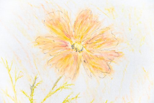 Sunny daisy by Rimma Savina