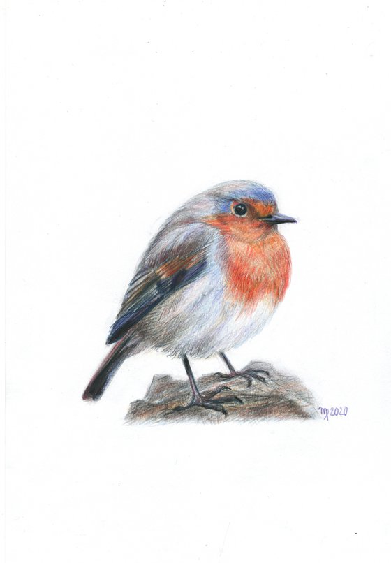 Robin #4/British Robin Red Breast Bird/Bird Series