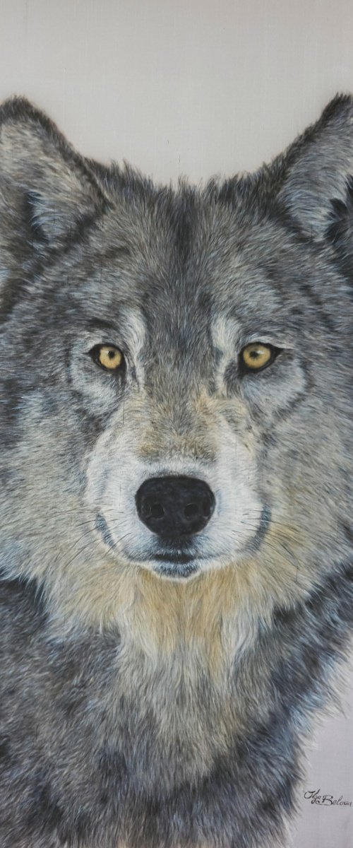 Wolf by Olga Belova