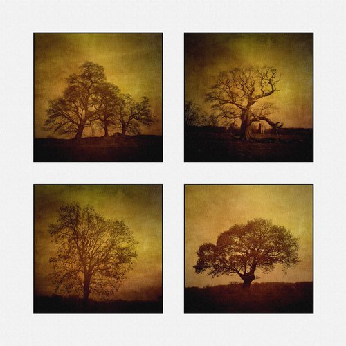 Vintage trees by Martin  Fry
