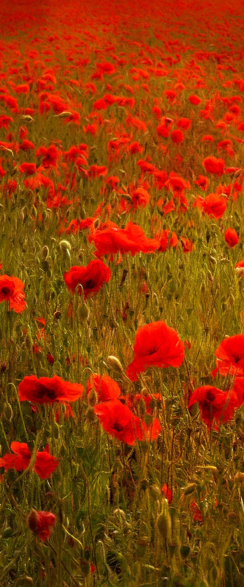Poppies by Martin  Fry