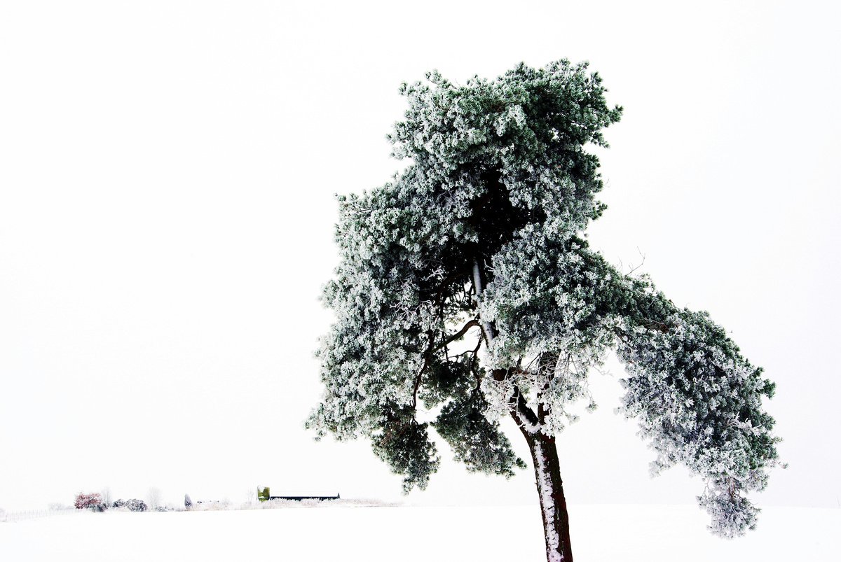 Frozen Pine, minimal winter landscape by oconnart