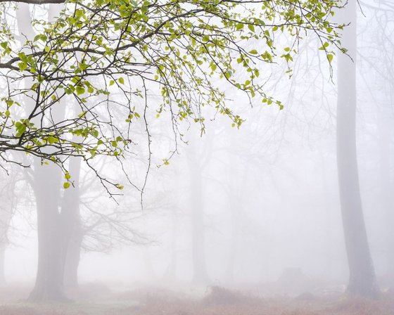 Beech veil