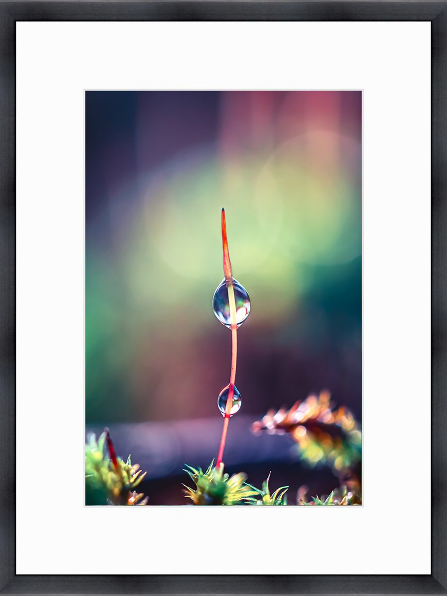BE BOLD - YOU ARE BEAUTIFUL! - MACRO PHOTOGRAPHY OF MOSS SPOROPHYTE WITH THE RAINDROPS IN... by Inna Etuvgi
