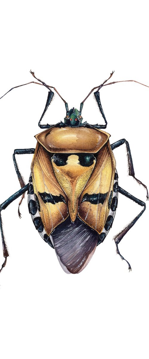 Catacanthus Incarnatus, Man-faced Stink Bug by Katya Shiova