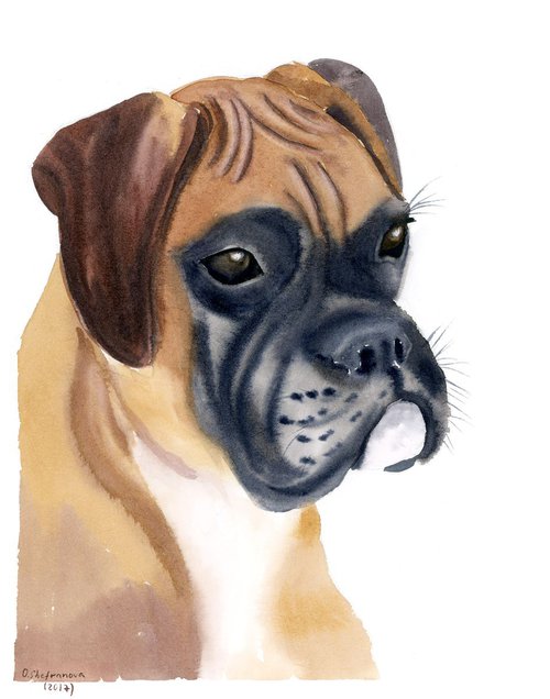 BOXER DOG Original Watercolor painting by Olga Shefranov (Tchefranov)