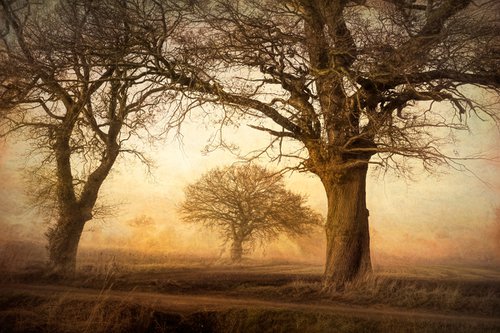 The Three trees by Martin  Fry