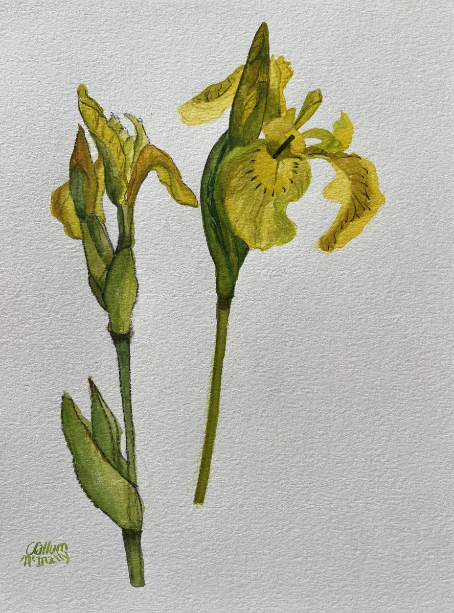 Expressive Botanical Watercolour By Christine Callum Mcinally, 9 X 12, Wild Flag Iris, Original Artwork