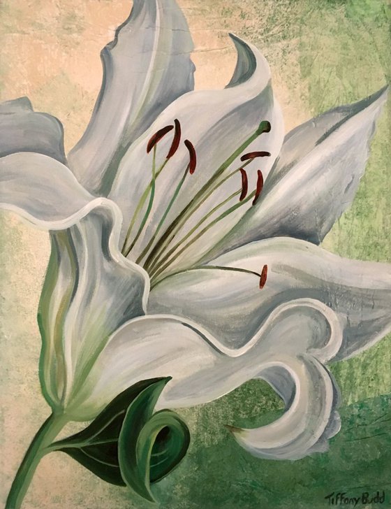 White Lily