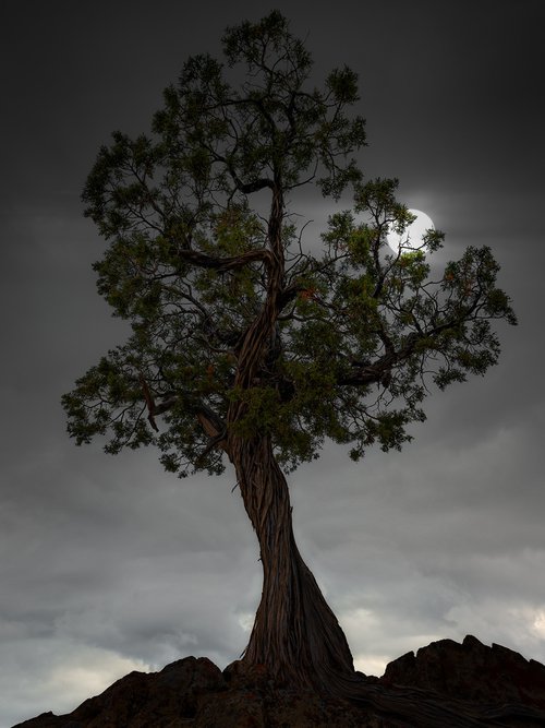 Utah Juniper by Nick Psomiadis