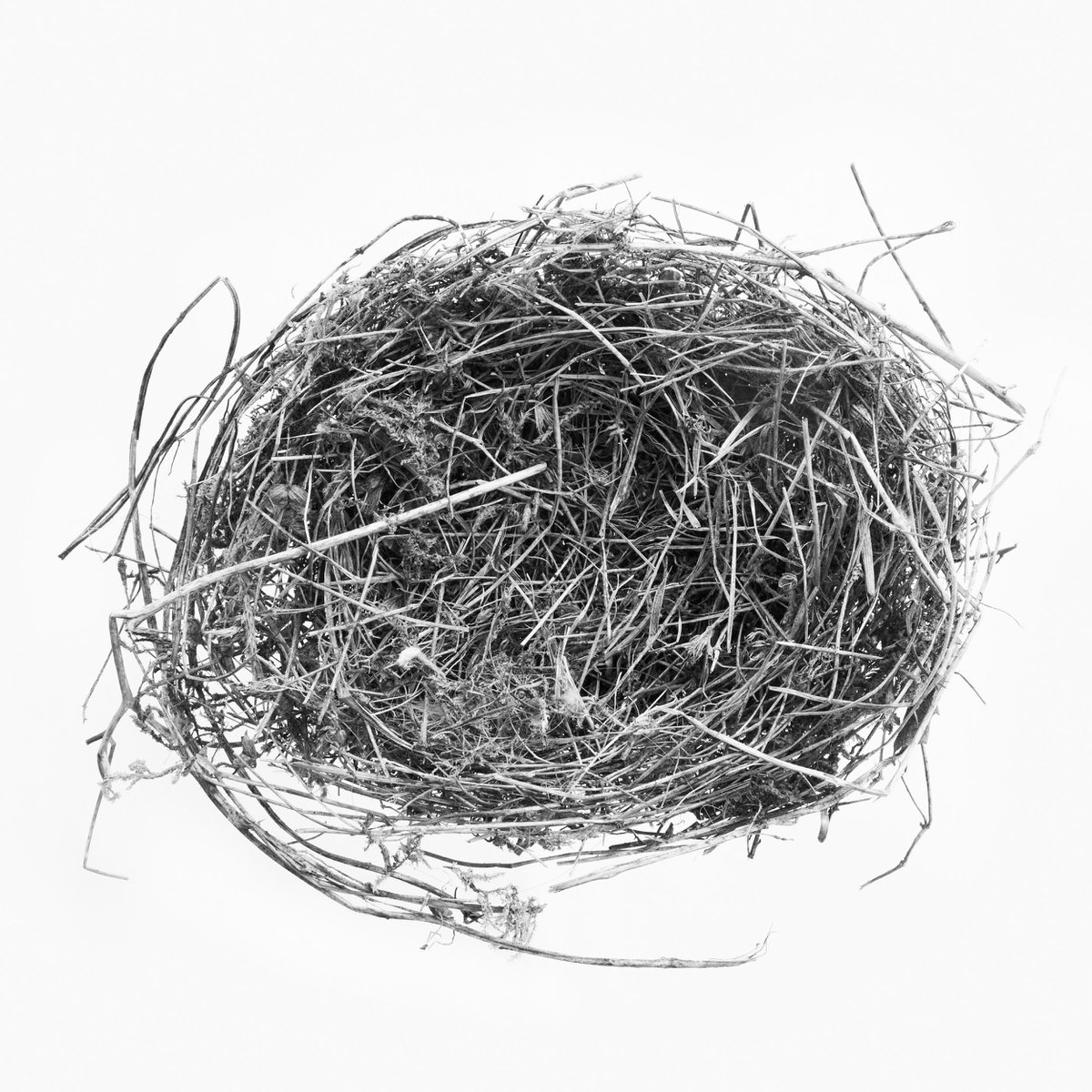 Nest IV by stefano azario