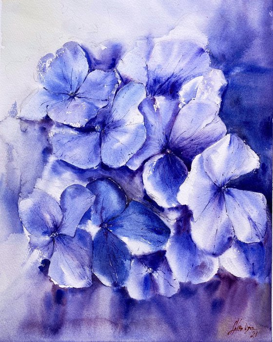 Hydrangeas