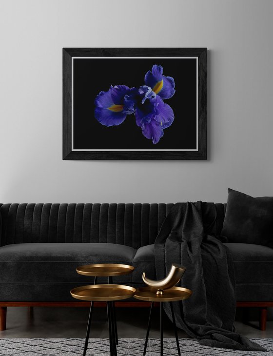 Blue Iris