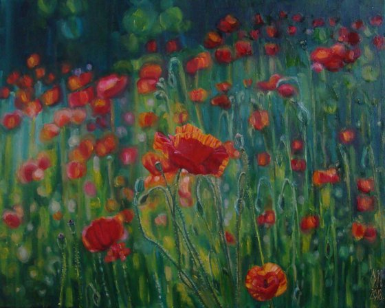 Poppy meadow