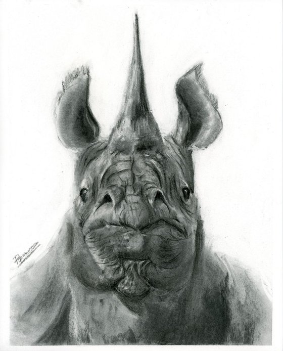 Rhinoceros