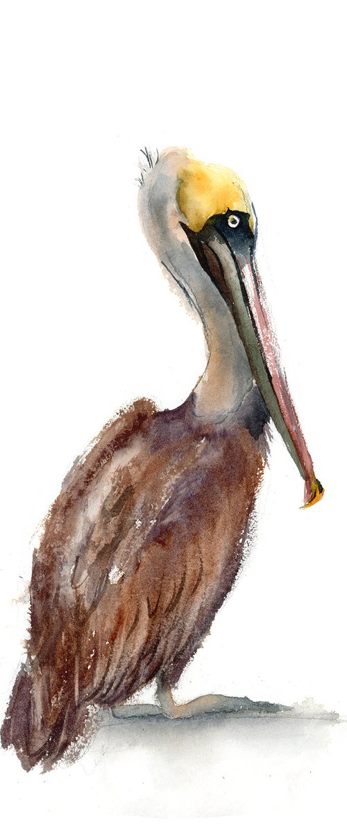 Brown Pelican (3 ) -  Original Watercolor Painting by Olga Tchefranov (Shefranov)