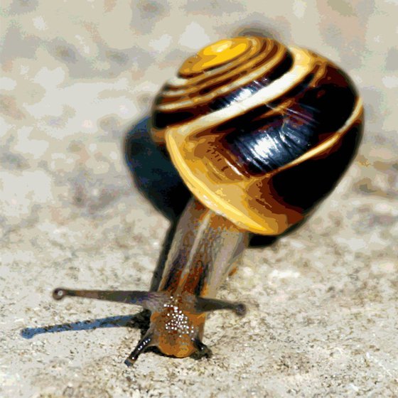 Snail heading South
