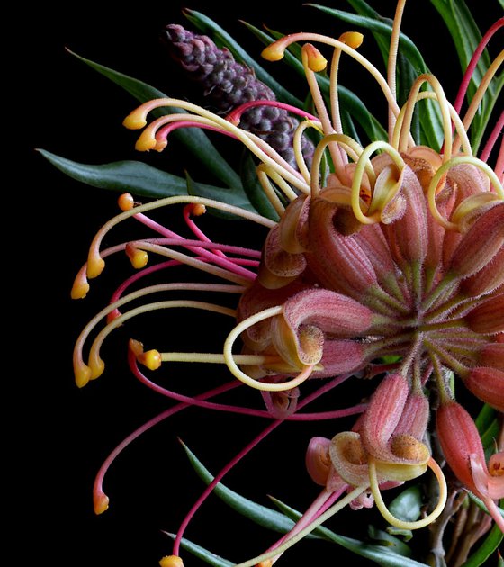 Grevillea Superb