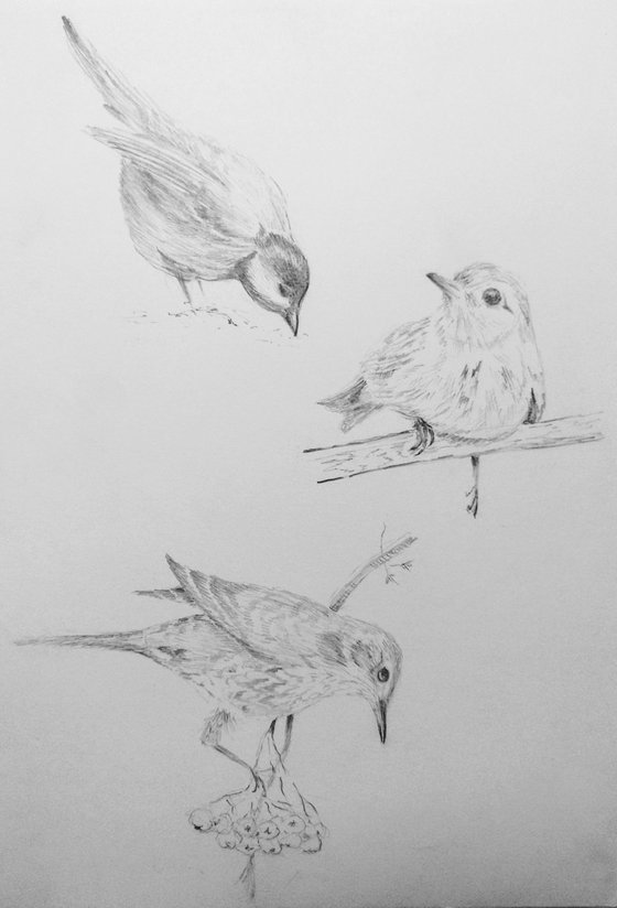 Birds. Original pencil drawing.