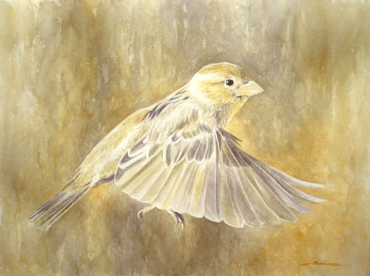 Sparrow by Natalia Salinas Mariscal