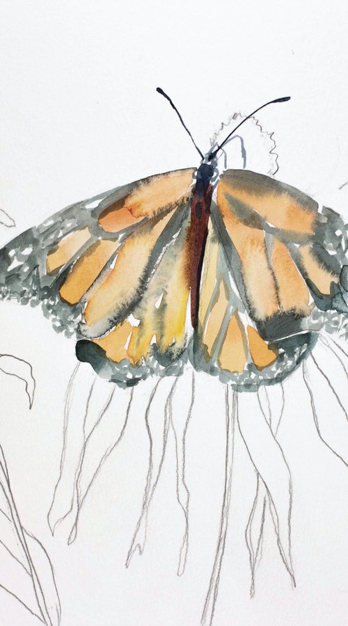 Monarch Study No. 12 by Elizabeth Becker