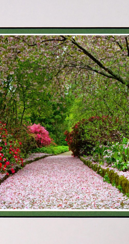 Fairy-tale path through the blossom. by Robin Clarke