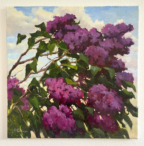 Blooming Lilac Bush