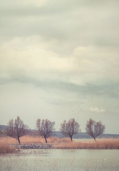 Trees on lake by Nikolina Petolas