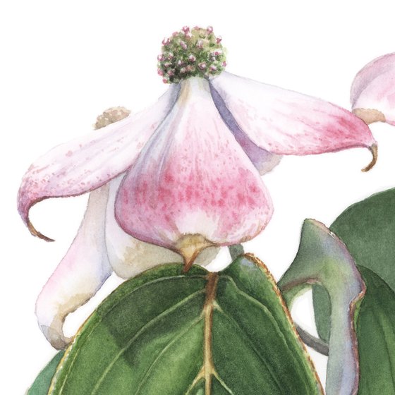 Flowering Dogwood