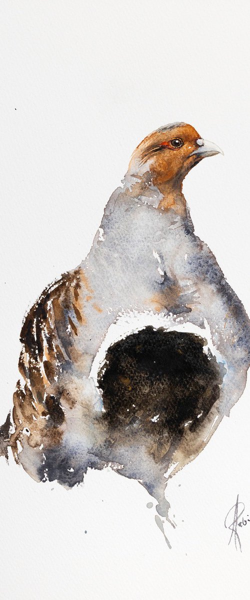 Partridge by Andrzej Rabiega