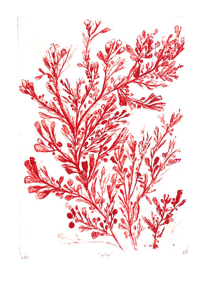 Botanical Etchings & Engravings By Michelle Hinshelwood, 15 X 22", Alga, Original Artwork