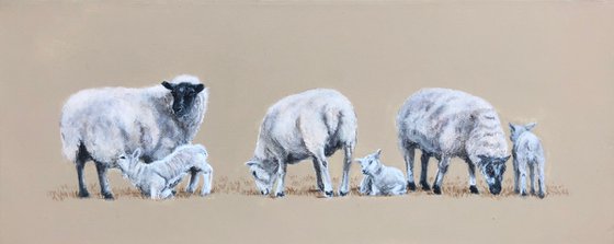 Sheep And Lambs