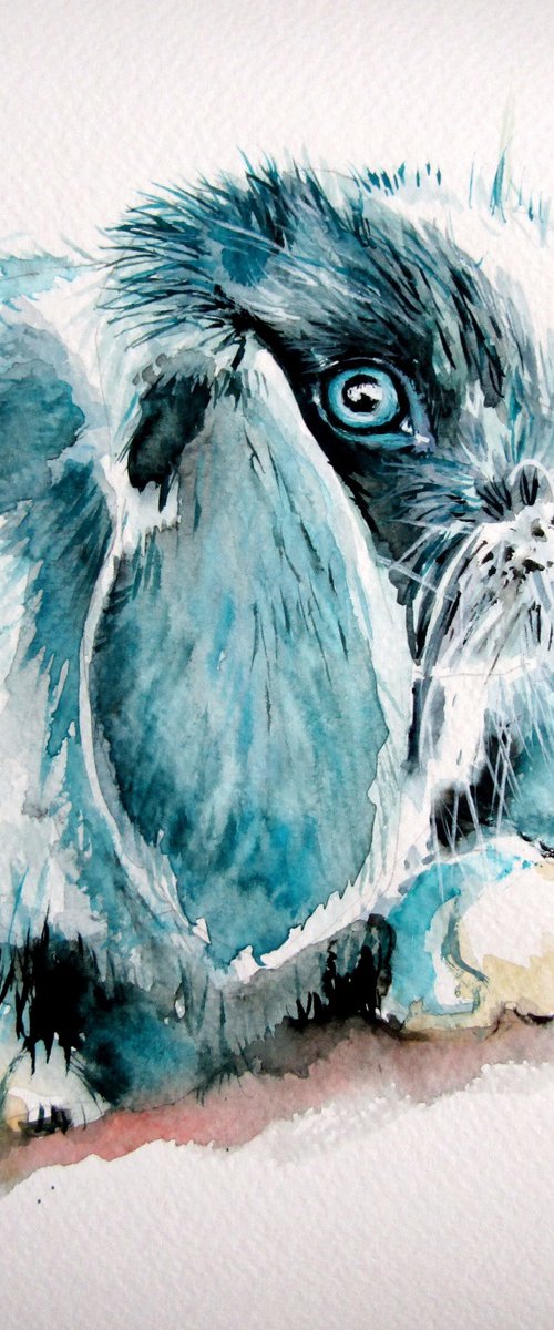 Cute rabbit by Kovács Anna Brigitta