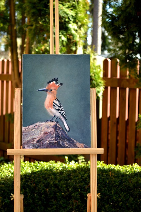 Hoopoe bird