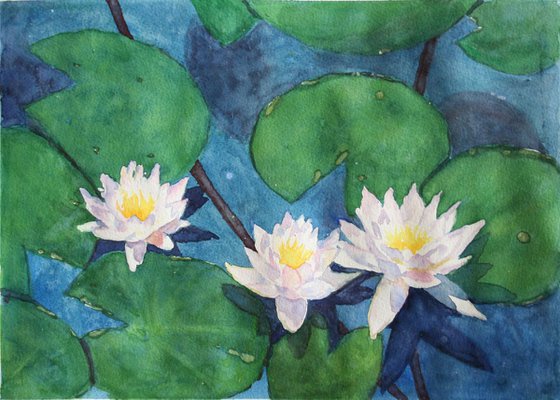 Water lily. White Lotus Flowers. Pond