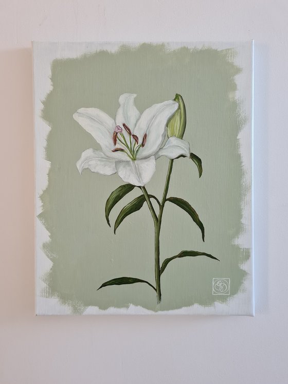 Oriental Lily Study 1