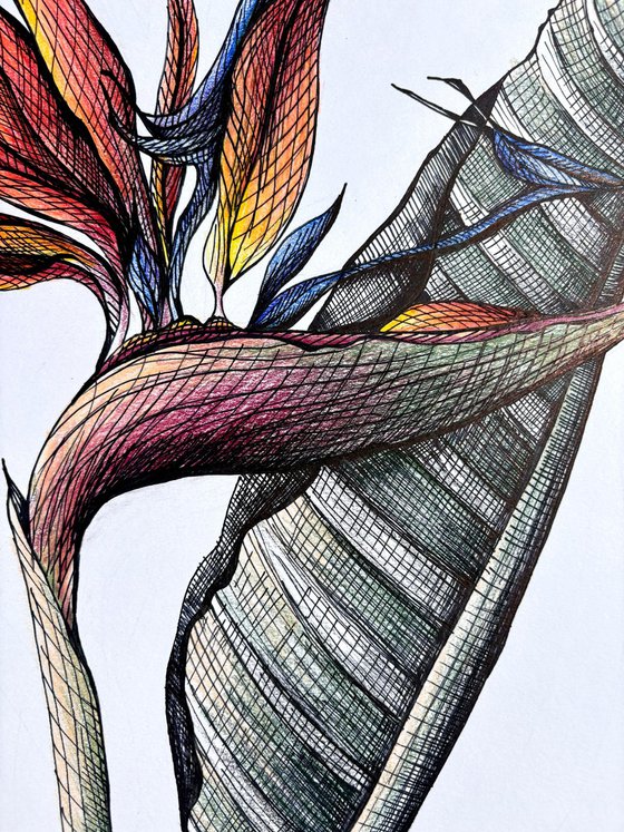 ORANGE STRELITZIA DRAWING