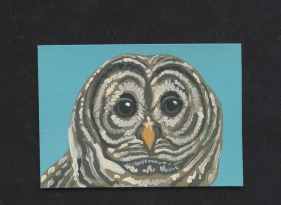 ACEO ATC Original Painting Barred Owl Bird Wildlife Art-Carla Smale