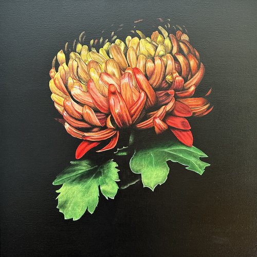 Chrysanthemum by Kaz  Jones