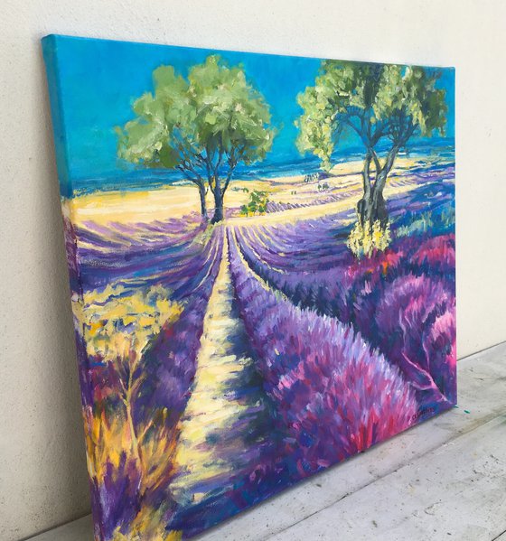 Lavender fields